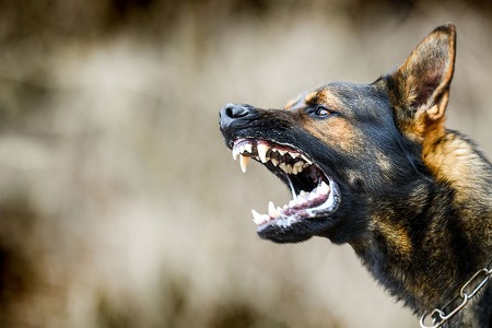 German Shepard barking, showing teeth aggressively
